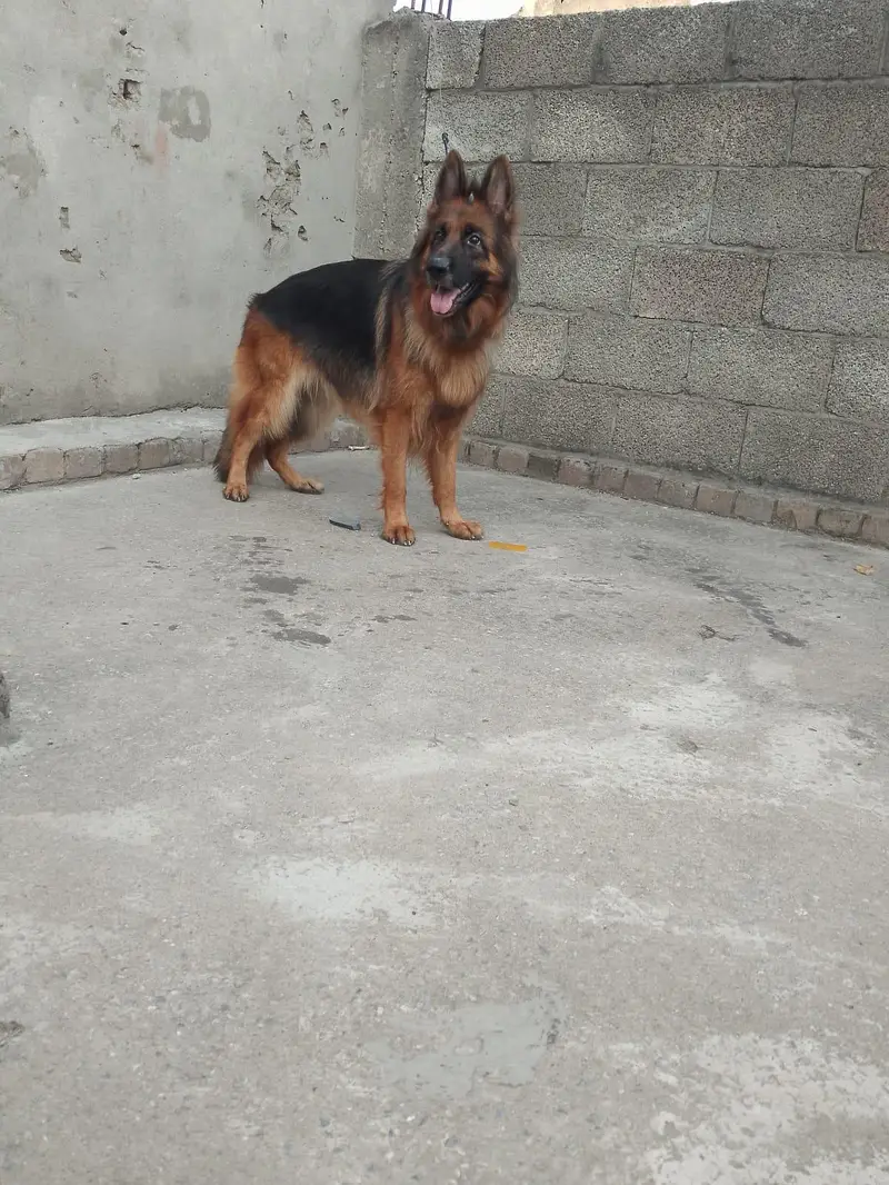 longcort mated German shepherd female for sale — photo 5