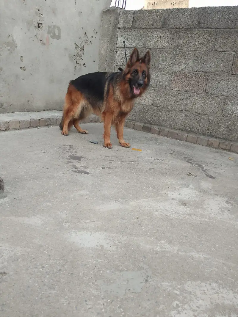 longcort mated German shepherd female for sale — photo 6