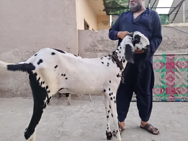 Ghar ka Bakra for sle — photo 2