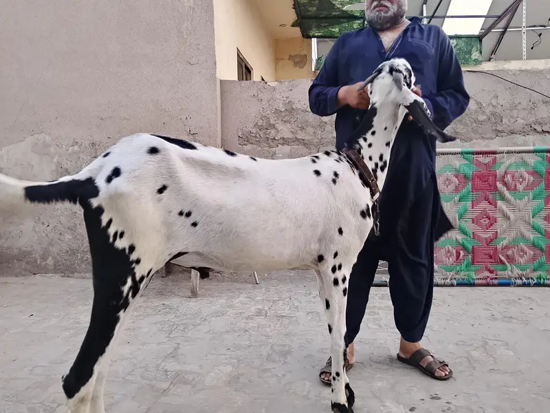Ghar ka Bakra for sle — photo 3