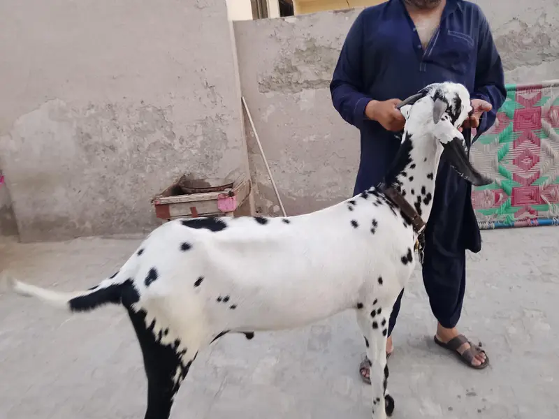 Ghar ka Bakra for sle — photo 4