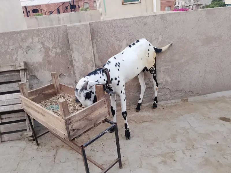 Ghar ka Bakra for sle — photo 6