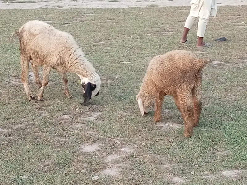 dasi bhair or sat phet — photo 3
