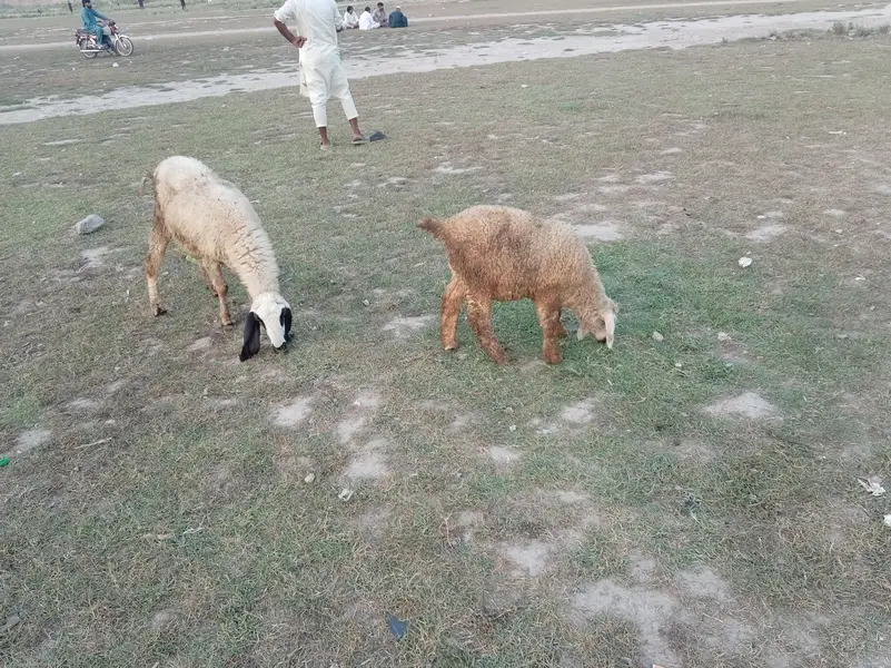 dasi bhair or sat phet — photo 5