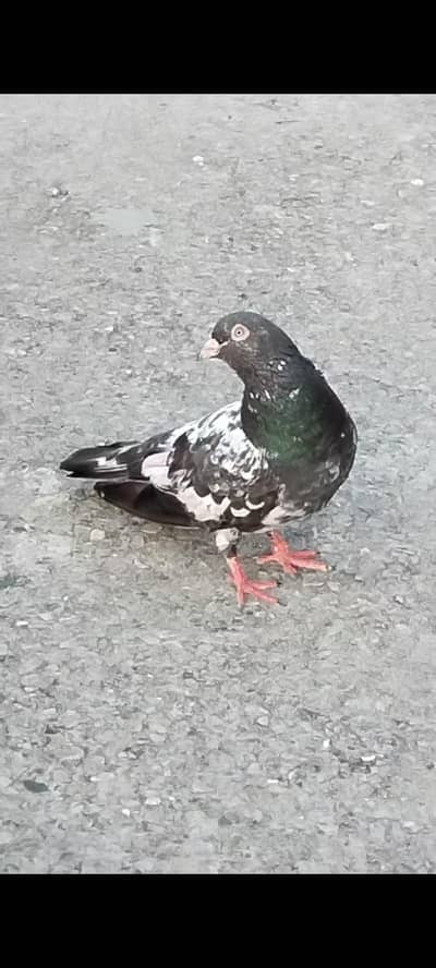 exchange possible with sialkoti pigeon ya motyo Waly