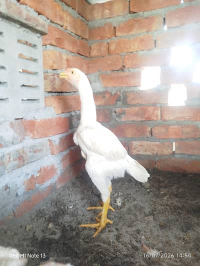 shamo white chiks
