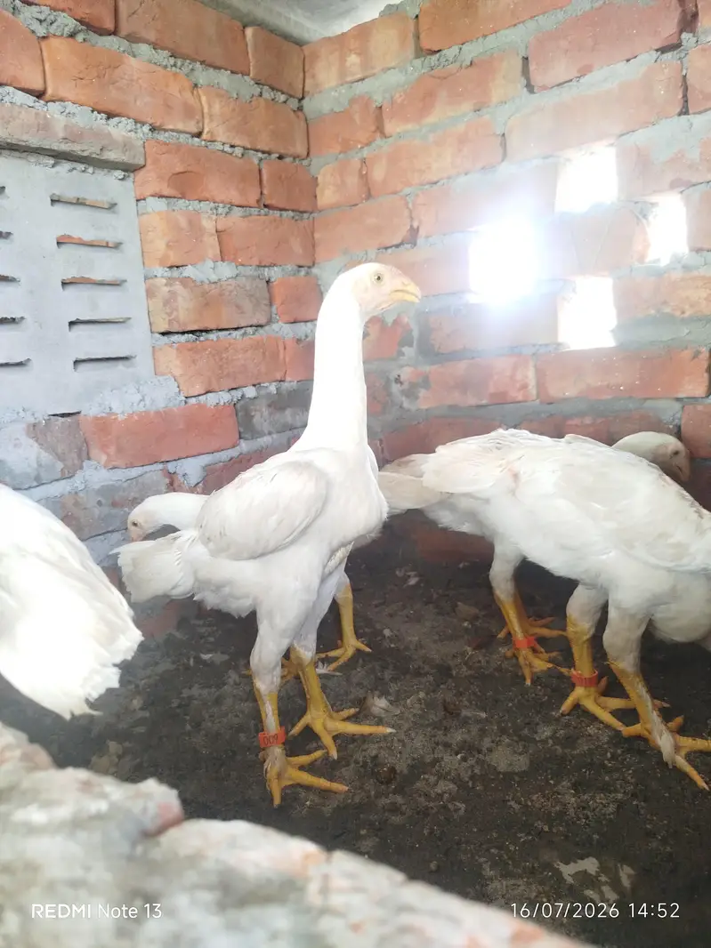 shamo white chiks — photo 2