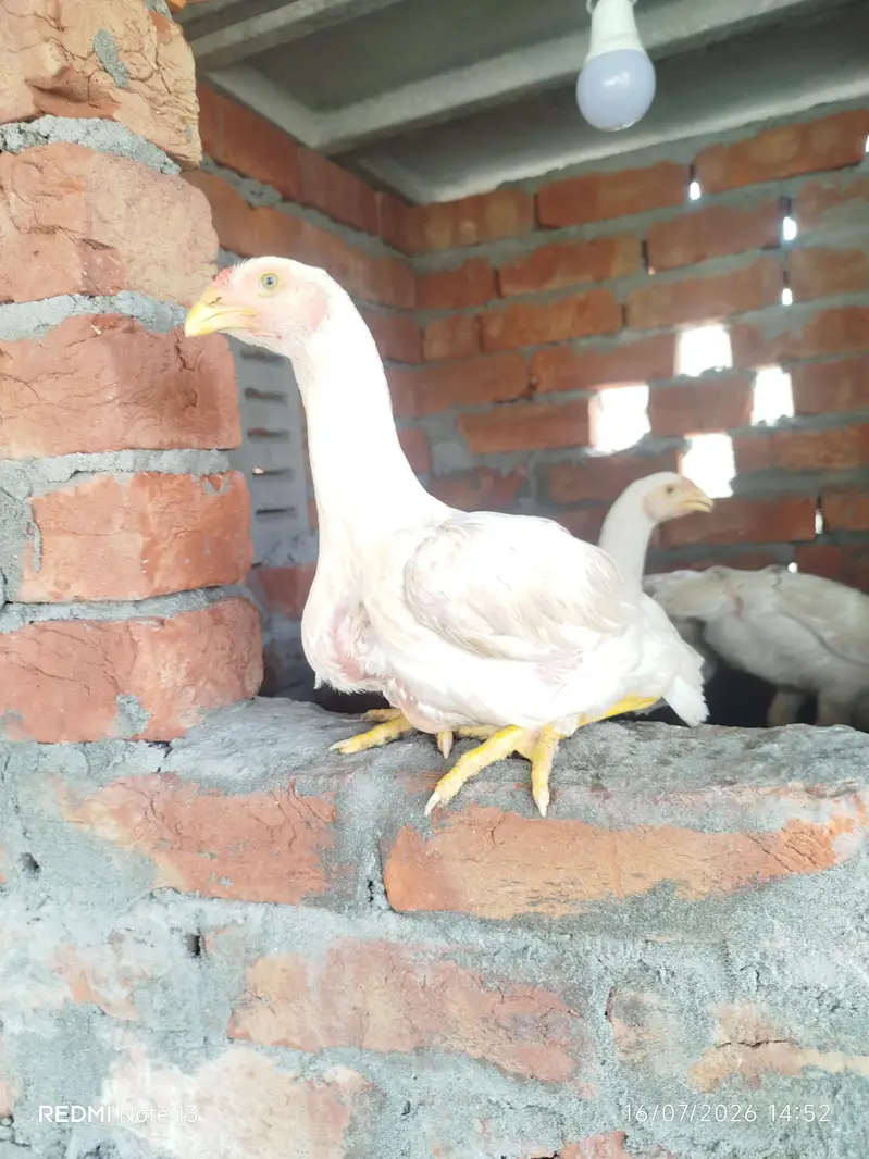 shamo white chiks — photo 3