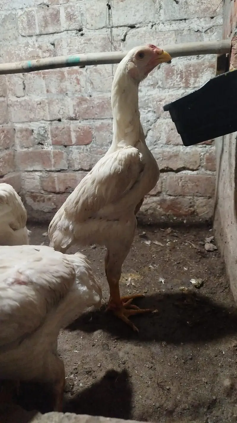 shamo white chiks — photo 4