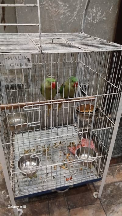 raw pair