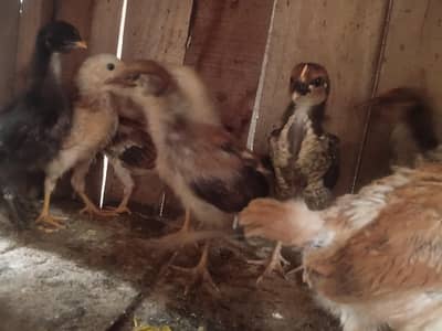 Golden Mistri chick for sale