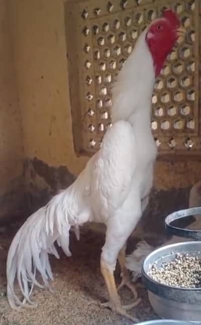 shamo white chiks