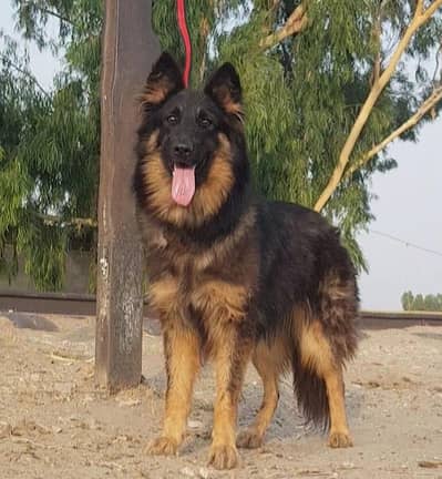 German Shepherd female long coat for sale vaccine ok
