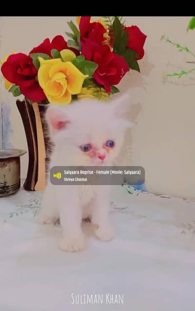 03239854645 odd eyes  Persian cute  baby paly full active