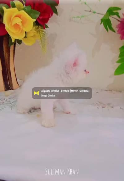 03239854645 odd eyes  Persian cute  baby paly full active