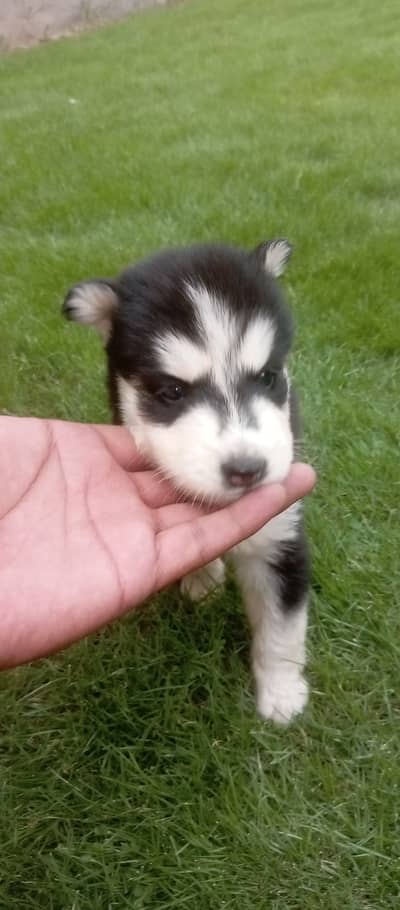 Husky female puppy proper wolly coat
