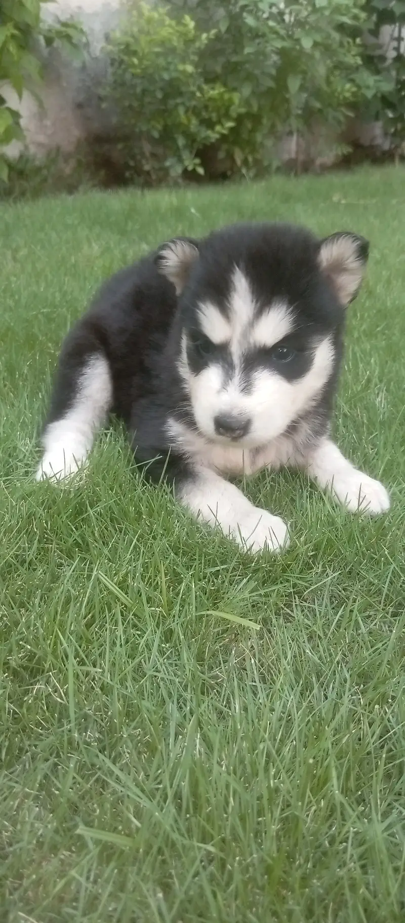 Husky female puppy proper wolly coat — photo 2
