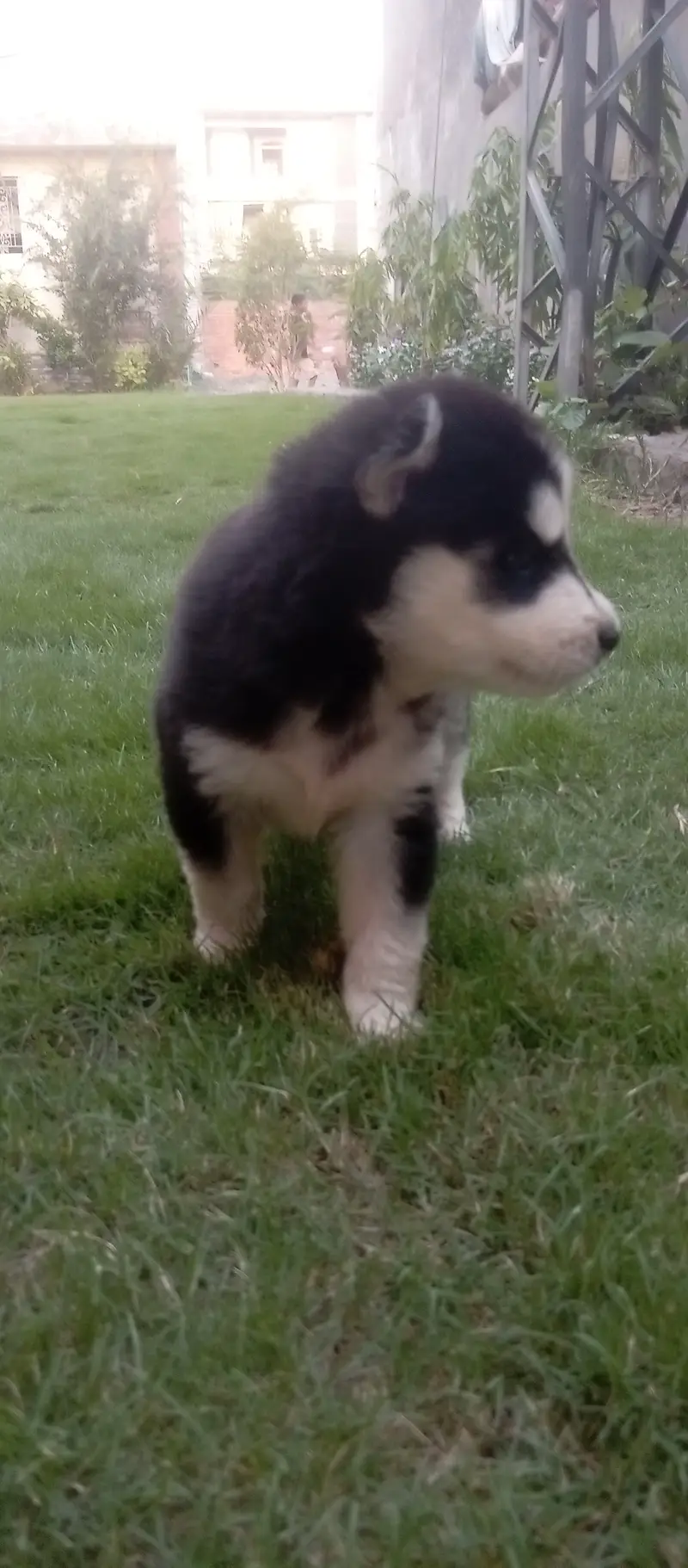 Husky female puppy proper wolly coat — photo 3