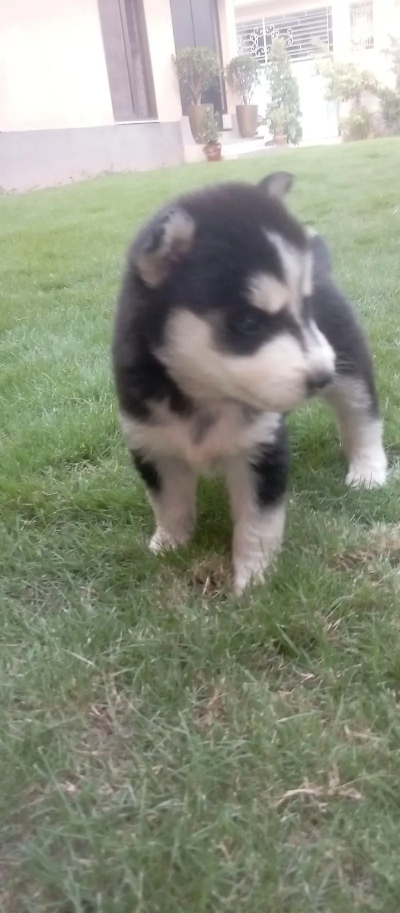 Husky female puppy proper wolly coat — photo 4