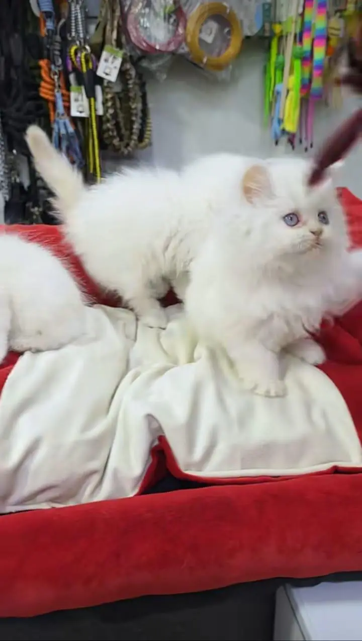Quality Persian Kittens 3 Coated \/\/atsp 03 | 40 | 482 | 6941:-$ :-$ — photo 3
