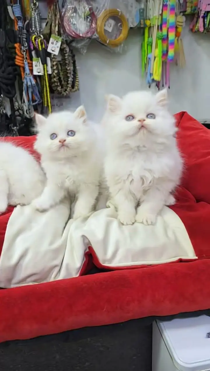 Quality Persian Kittens 3 Coated \/\/atsp 03 | 40 | 482 | 6941:-$ :-$ — photo 4