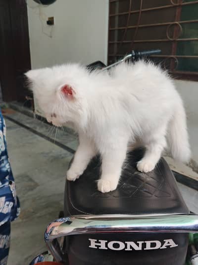 Persian catee for sale female high quality vaccinated age 2 month