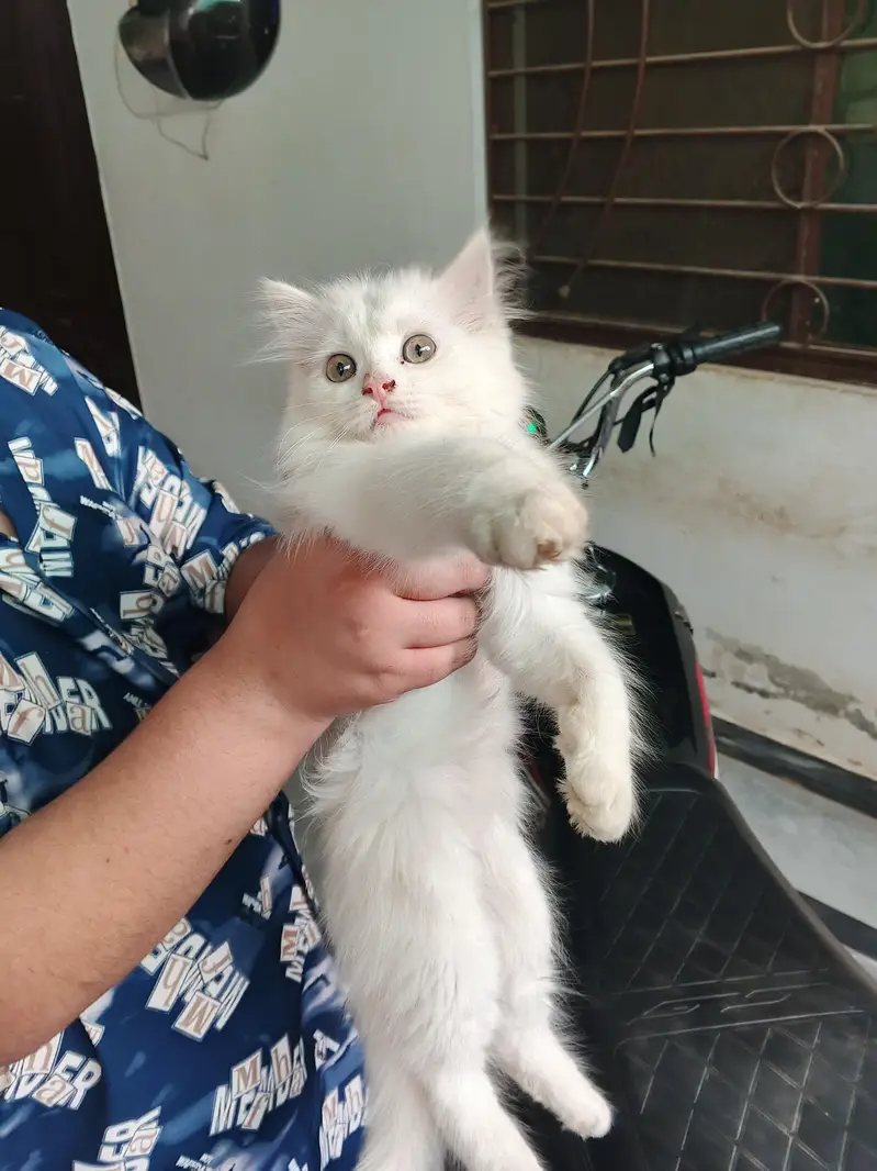 Persian catee for sale female high quality vaccinated age 2 month — photo 2