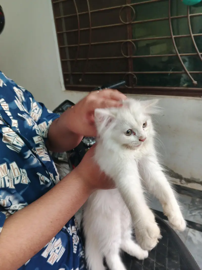 Persian catee for sale female high quality vaccinated age 2 month — photo 3