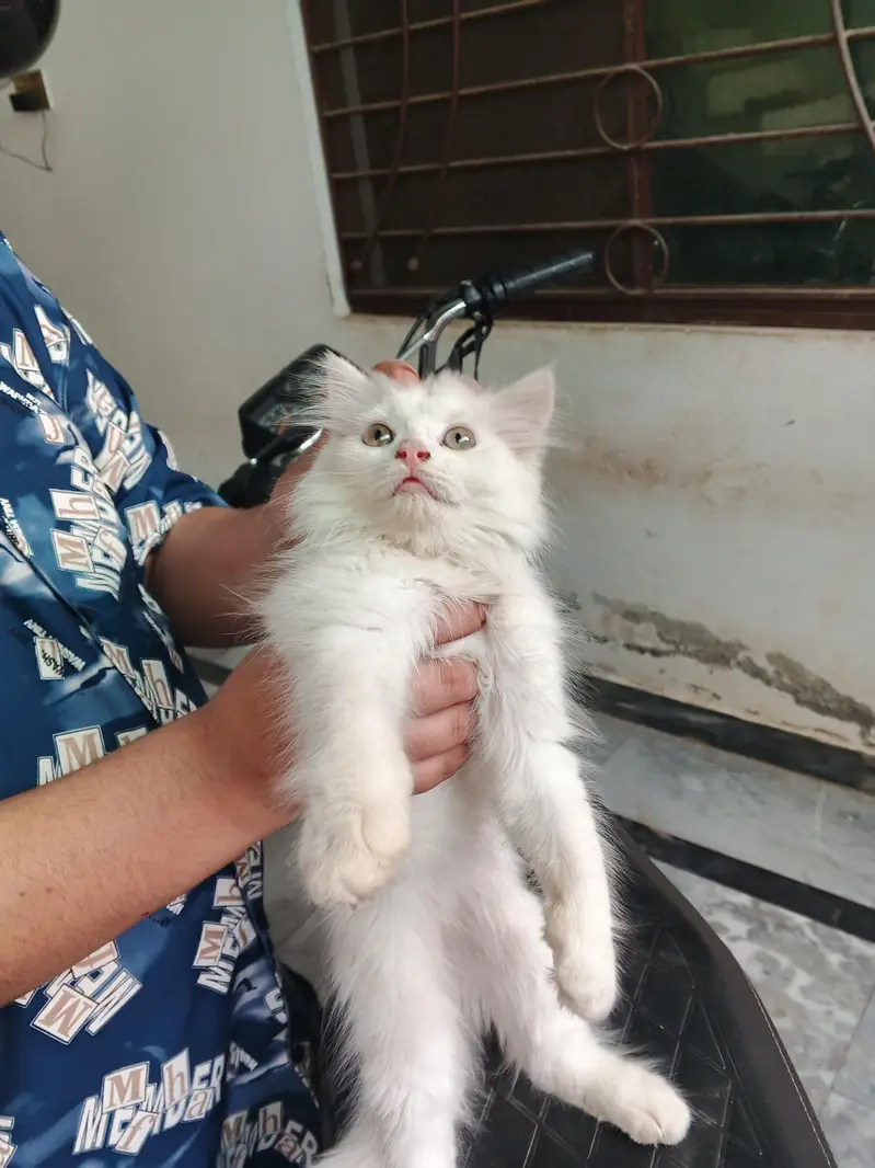Persian catee for sale female high quality vaccinated age 2 month — photo 4
