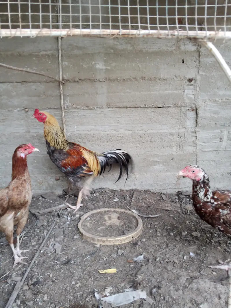 Aseel saleta with Phulya female — photo 3