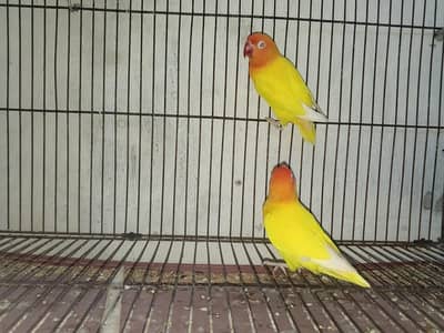 love birds breeder pair for sale