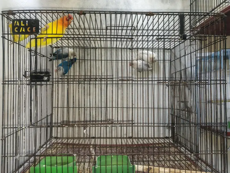 love birds breeder pair for sale — photo 2