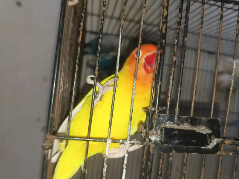 love birds breeder pair for sale — photo 3