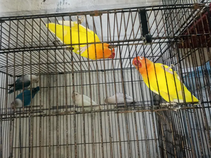 love birds breeder pair for sale — photo 4