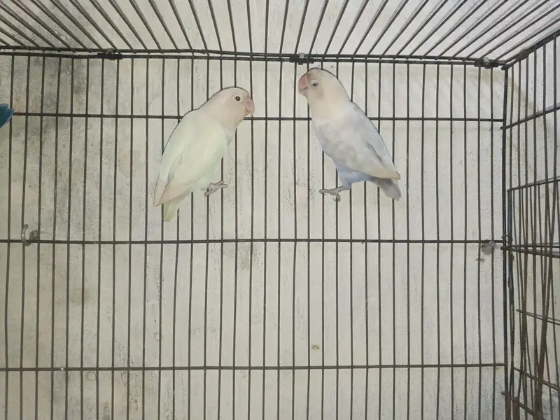 love birds breeder pair for sale — photo 5