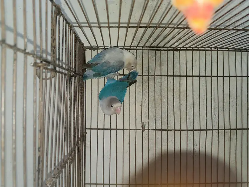 love birds breeder pair for sale — photo 6