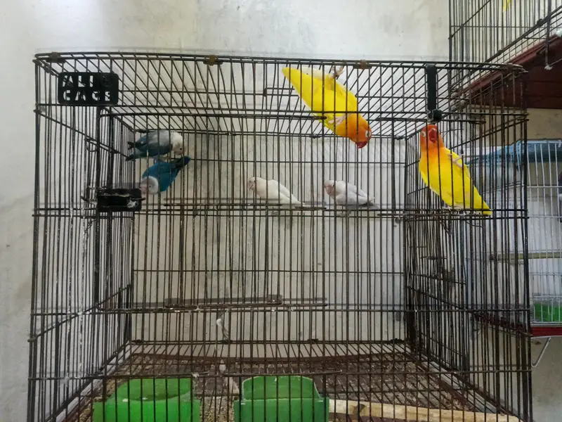 love birds breeder pair for sale — photo 7