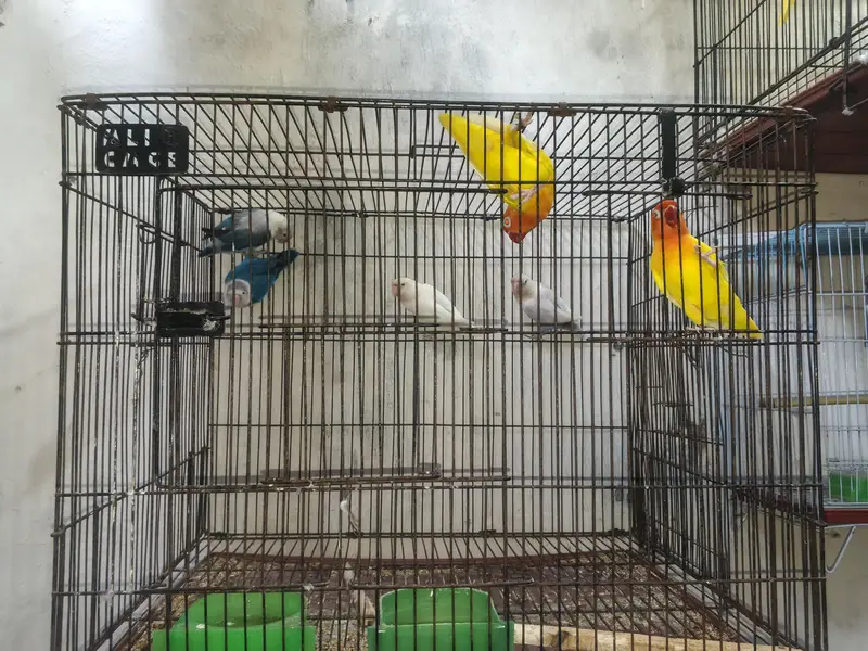 love birds breeder pair for sale — photo 8