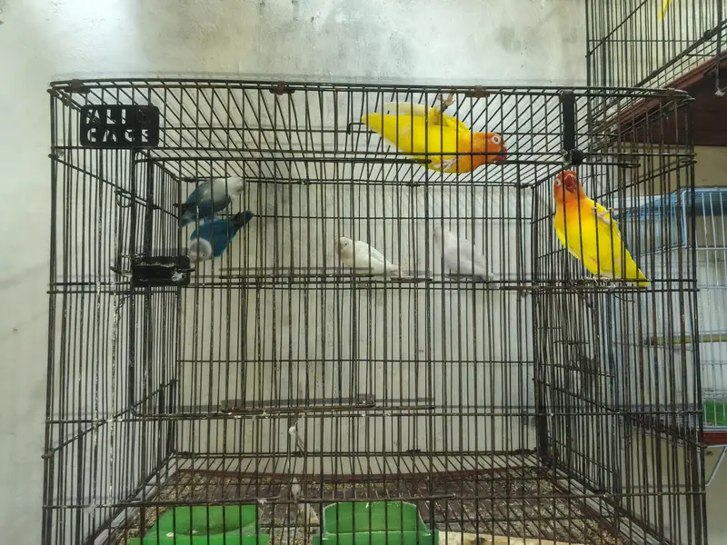 love birds breeder pair for sale — photo 9