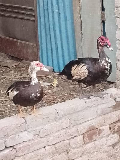 muscovy ducks