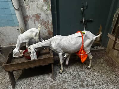 rajan puri goat and 2 kids
