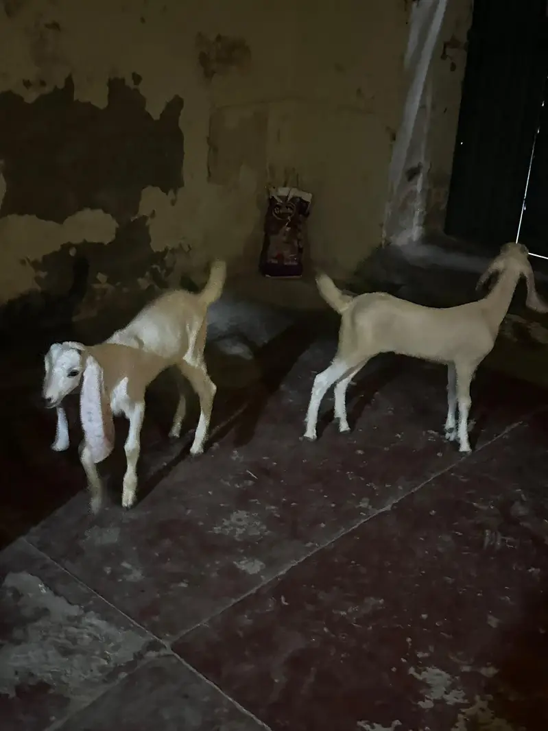 rajan puri goat and 2 kids — photo 2