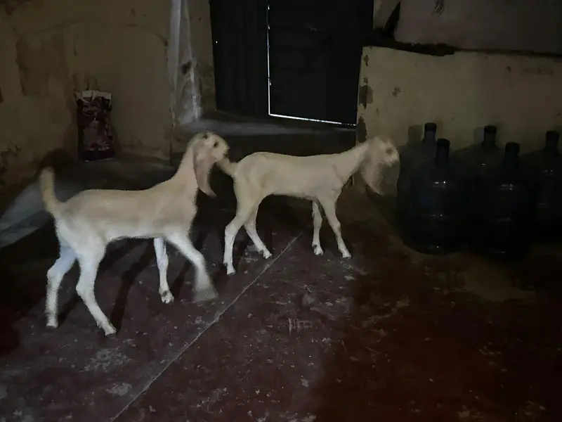 rajan puri goat and 2 kids — photo 3