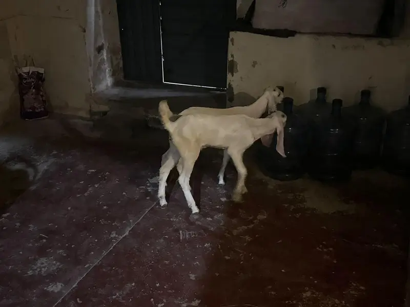 rajan puri goat and 2 kids — photo 4