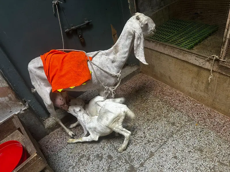 rajan puri goat and 2 kids — photo 5