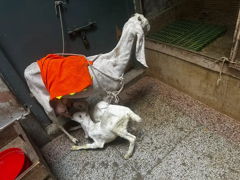 rajan puri goat and 2 kids — photo 6