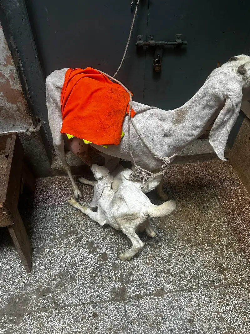 rajan puri goat and 2 kids — photo 7