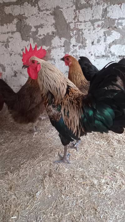 Golden Misri Hens for Sale