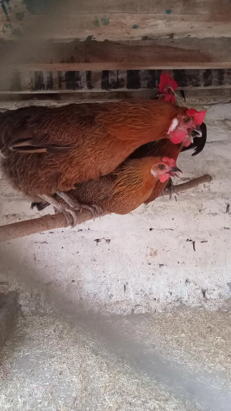 Golden Misri Hens for Sale — photo 2