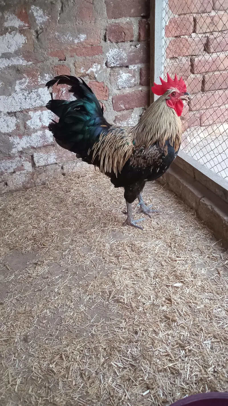Golden Misri Hens for Sale — photo 3